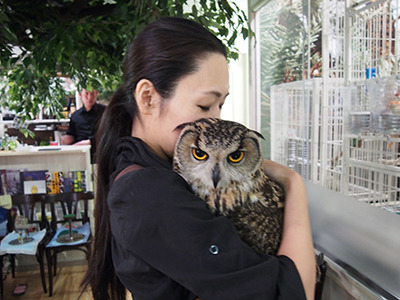 owl cafe in  Japan
